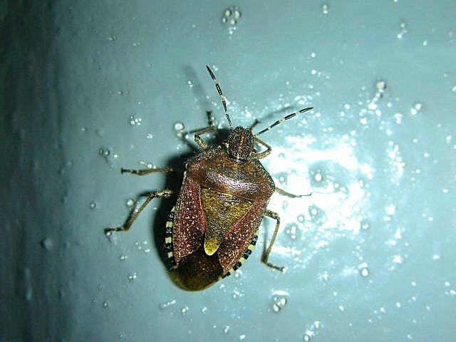 Dolycoris baccarum